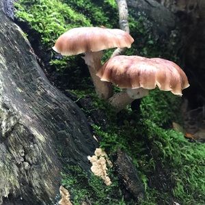 Meet your Posher, Corina